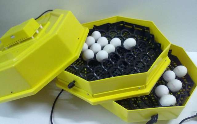 Incubadora de 82 huevos