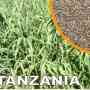 Semillas Panicum Tanzania Importadas De Brasil
