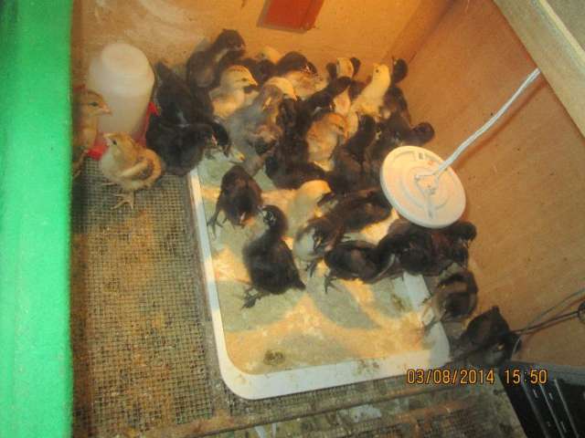 Venta de pollitos de 1 mes 15 soles el par, cruce de brahma con gallo negro de raza grande